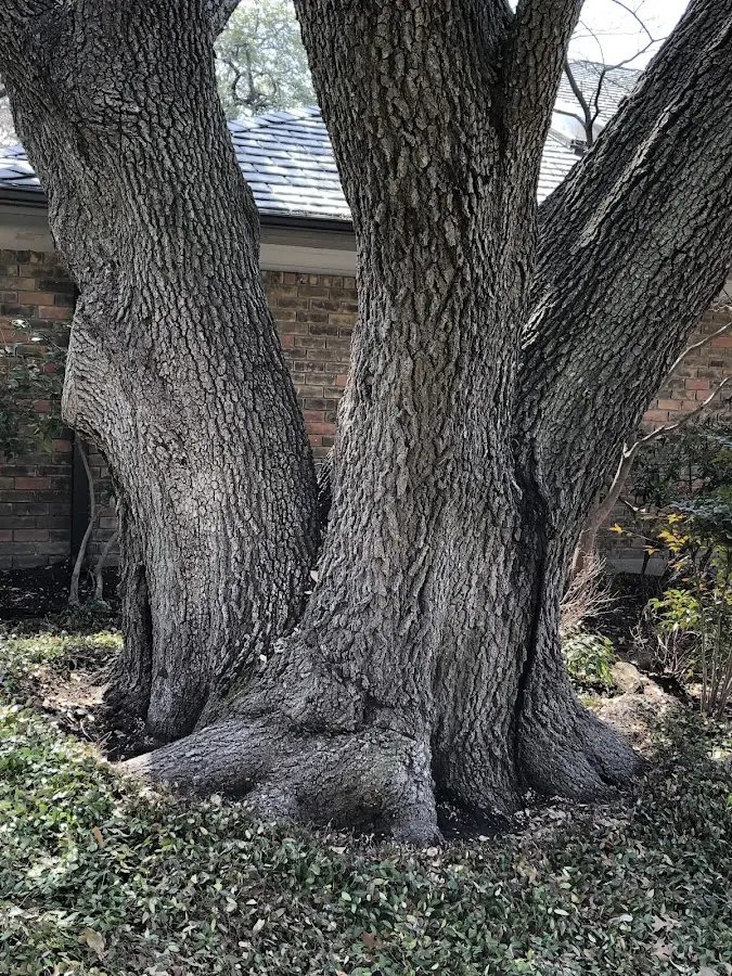 Mature heritage tree close to a Prescott property cared for by certified arborists